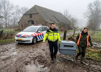 Honderden verwaarloosde en dode dieren ontdekt in regio Roosendaal, verdachte ingesloten in Breda